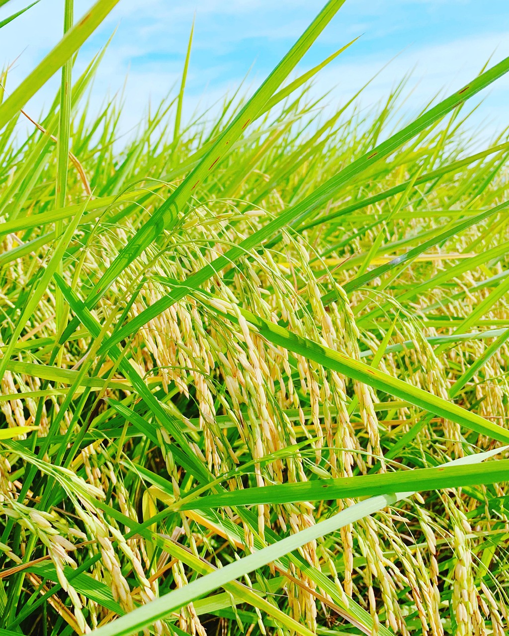 rice-field-6829187_1280